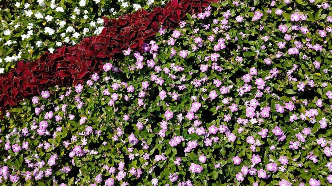 北海道放送「今日ドキッ!」さんのインスタグラム写真 - (北海道放送「今日ドキッ!」Instagram)「天気担当Sです。  きょうは空模様が コロコロ変わって 折り畳み傘を出したり しまったりしてました😅  さて、大通公園では キレイに植えられた 花壇が目を癒やしてくれます  ふと、 これ画面いっぱいに撮ったら 壁紙になるかも…🤔  と思って撮影してみました。  が、全体で撮れなかったので、ちょっと失敗でした💦 自撮り棒が欲しい…😅  #そらリサーチ 写真募集中 #今日ドキッライフ で検索」7月13日 16時27分 - hbc_kyodoki