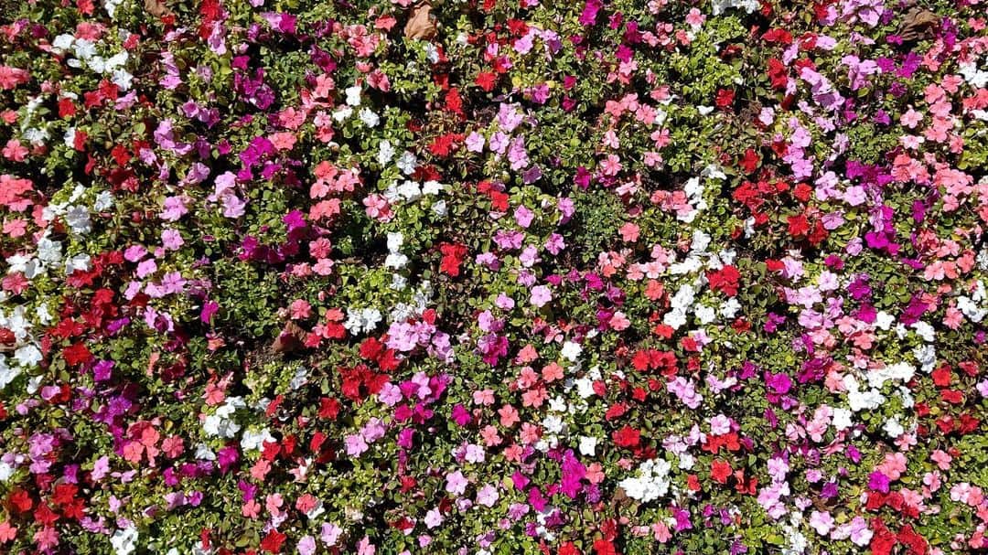 北海道放送「今日ドキッ!」さんのインスタグラム写真 - (北海道放送「今日ドキッ!」Instagram)「天気担当Sです。  きょうは空模様が コロコロ変わって 折り畳み傘を出したり しまったりしてました😅  さて、大通公園では キレイに植えられた 花壇が目を癒やしてくれます  ふと、 これ画面いっぱいに撮ったら 壁紙になるかも…🤔  と思って撮影してみました。  が、全体で撮れなかったので、ちょっと失敗でした💦 自撮り棒が欲しい…😅  #そらリサーチ 写真募集中 #今日ドキッライフ で検索」7月13日 16時27分 - hbc_kyodoki