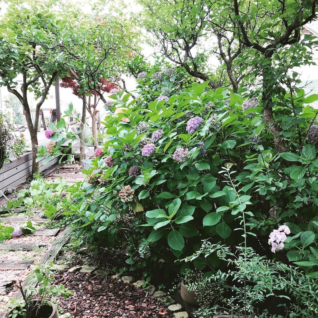益子直美さんのインスタグラム写真 - (益子直美Instagram)「すっきりと剪定してもらいました！ 風通しもよくなりました。 もみじにあったかわいい鳥の巣、よくできてる！ 枝と接続のところは、ナイロンの紐が使われていて、しっかりとしている！  #庭木の剪定  #もみじ  #あじさい  #湘南  #庭  #garden  #鳥の巣」7月13日 16時57分 - naomi.masuko