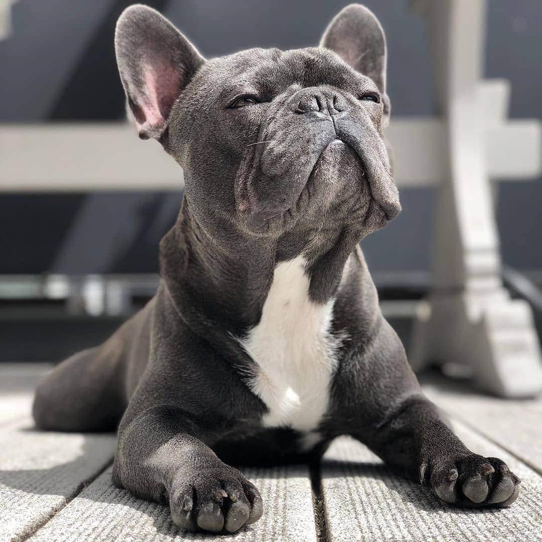 French Bulldogさんのインスタグラム写真 - (French BulldogInstagram)「Working on my tan ☀️ Want to look good for the ladies 😎 Happy Monday! @frenchbulldog_buddha . . . . . #fransebulldog #frenchbulldog #frenchbull #frenchbulldogs #fransebulldogs #puppy #dogsofinstagram #doglover #ilovemyfrenchie #frenchielife #frenchiefeatured #frenchiepost #frenchiephotos #frenchiesociety #frenchiesofinstagram #daily_frenchie #bullypaw #loveabully #frenchiehomers #daily_frenchbullies #iamfrenchieholic #frenchie_connection #thefrenchiefollowing #frenchies1 #frenchie_shoutout #frenchbulldogfeature」7月13日 17時00分 - frenchie.world