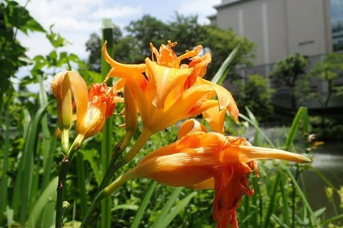 Soka Universityさんのインスタグラム写真 - (Soka UniversityInstagram)「Campus Seasonal Photos July❶ 丹木の歳時記　文月一 ⑴ Water lily・睡蓮(スイレン) ⑵ Golden-rayed lily・山百合(ヤマユリ) ⑶ Tawny day lily・藪萱草(ヤブカンゾウ) ⑷ Tricyrtis Macropoda・山杜鵑（ヤマホトトギス） ⑸ Amanita Caesareoides・卵茸(タマゴタケ) ⑹ Serratula coronata of summer・夏の田村草(ナツノタムラソウ) ⑺ Glossy abelia・アベリア(abelia) ⑻ Montbretia・モントブレチア ⑼ Lilac oxalis・紫酢漿草(ムラサキカタバミ ⑽ Cabbage butterfly・紋白蝶(モンシロチョウ) #discoversoka #sodaigram #sokauniversity #hachioji #tokyo #japanpics #campus #universitylife #naturephotograpy #enviromentallyfriendly #pics #summer #july #創価大学 #八王子市 #キャンパス #大学生 #環境 #緑豊か」7月13日 17時01分 - sokauniversity