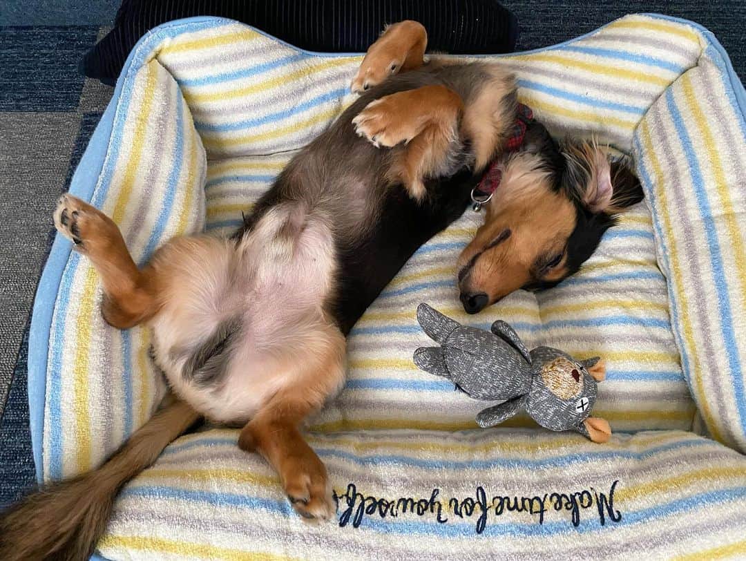 ❃ren❃さんのインスタグラム写真 - (❃ren❃Instagram)「新しく買ったベッド。 すみっこばかりで寝てたけど、やっと広く使えるようになりました¨̮♡︎ 相変わらず凄い格好だけど、気持ち良さそうに寝てる😝 ＊ いつも見ていただきありがとうございます♡ ＊ #気持ち良さそうに寝てる #凄い格好 #うちのモデル犬 #琥珀#こはく#こっちゃん#暴れん坊#ビビリ犬#ブラックタンダックス#ダックス#ミニチュアダックス#ミニチュアダックスフンド#短足部#チームぶさ顔#わんこ写真#dog#dachshund  #レオン大好きだよ」7月13日 17時08分 - ren1008