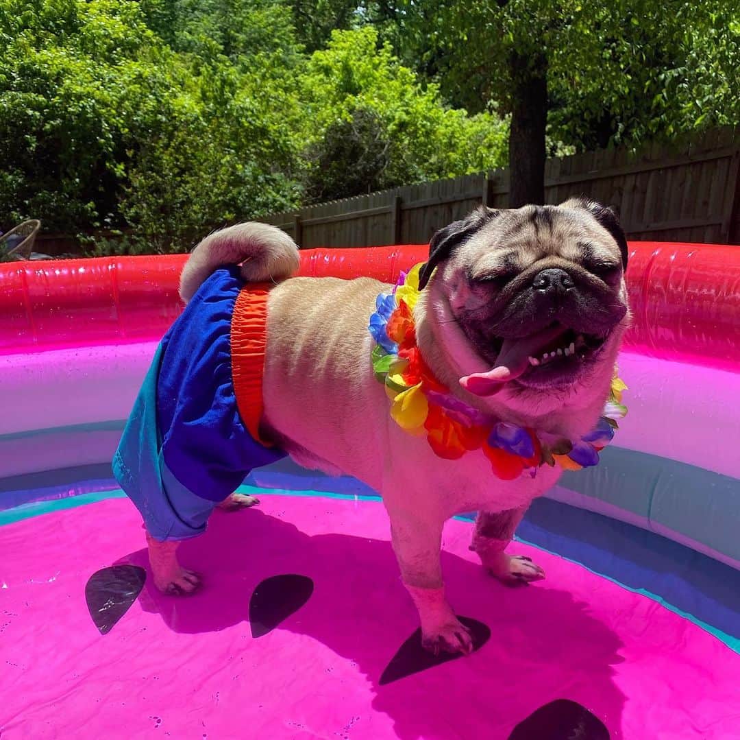 itsdougthepugさんのインスタグラム写真 - (itsdougthepugInstagram)「“‪Who wants to have a pug pool party?‬” -Doug」7月14日 2時46分 - itsdougthepug