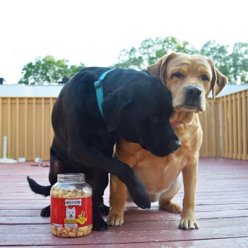 Jake And Gingerさんのインスタグラム写真 - (Jake And GingerInstagram)「Jake is allergic so he’s trying to bolt!  #labradorsarebest #labradorloverz #lab #labsofinstagram #labrador #labsofinsta #labs_of_insta #labs_of_instagram #dog #dogsofinstagram #dogtreats #doglife #dogallergies #dogallergy」7月14日 2時59分 - jake_n_ginger