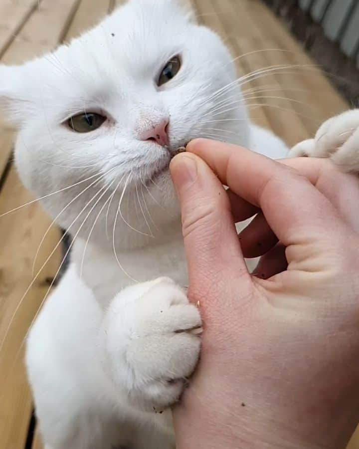 スターリンのインスタグラム：「The delicious finger lickin' good nip 😻」