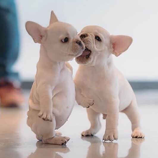 Regeneratti&Oliveira Kennelさんのインスタグラム写真 - (Regeneratti&Oliveira KennelInstagram)「First Kiss 😘 @love_smile_dog . . . . . #frenchie #frenchies  #französischebulldogge #frenchbulldog #frenchbulldogs  #dog #dogsofinstagram #frenchies1 #bully #bulldog #bulldogfrances #フレンチブルドッグ #フレンチブルドッグ #フレブル #ワンコ #frenchiesgram #frenchbulldogsofinstagram #ilovemyfrenchie #batpig #buhi #squishyfacecrewbulldog」7月14日 3時23分 - jmarcoz