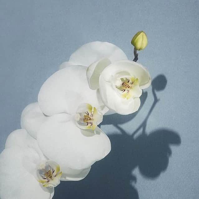 ホルストンのインスタグラム：「Simple elegance always」