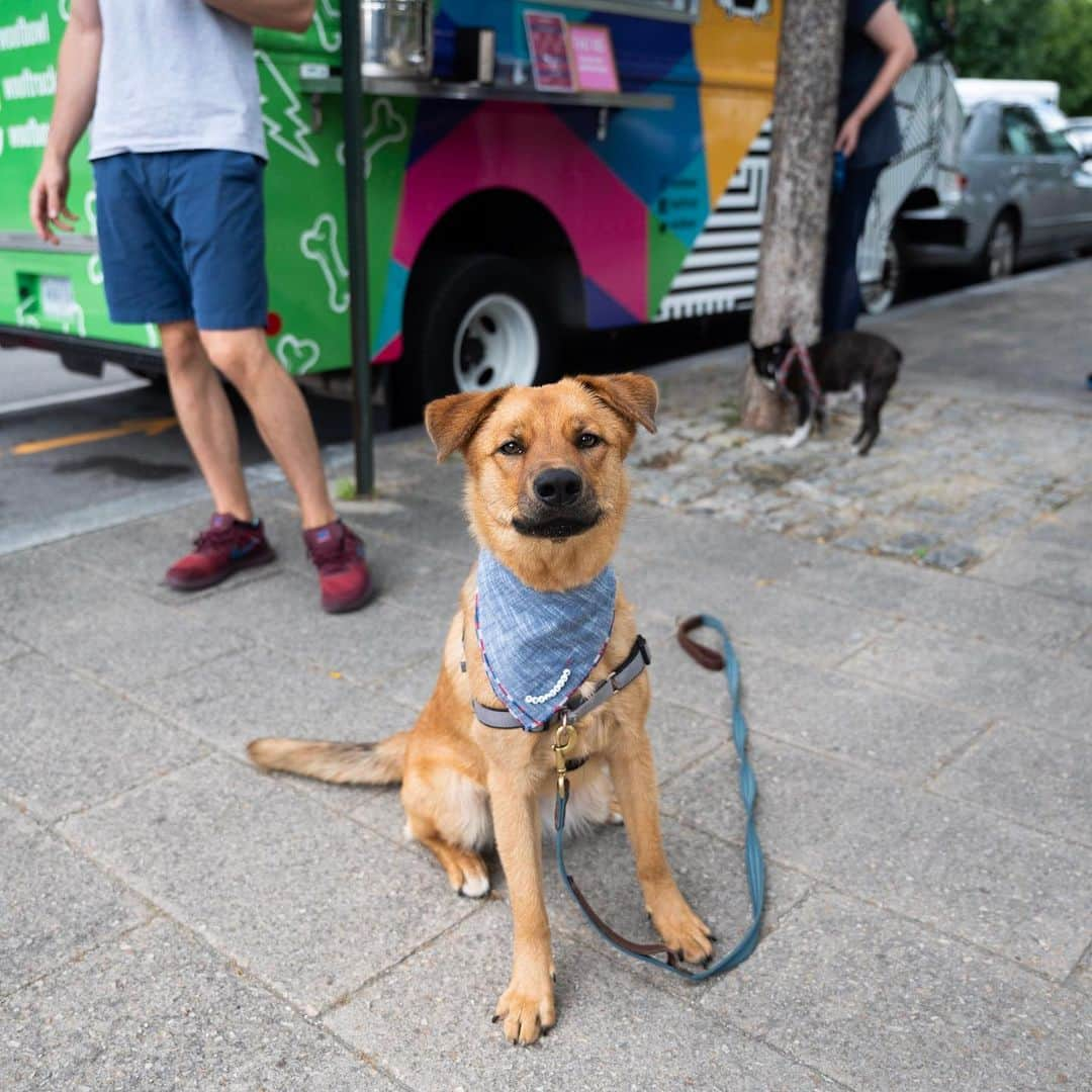 The Dogistさんのインスタグラム写真 - (The DogistInstagram)「(Part 1/2) Latto & Dino (French Bulldogs) & Ron & Solo of @Woofbowl, Washington, DC • “Without a doubt, my dogs saved my life after military service. We got Latto and Dino intentionally to help with the PTSD. My life before them was somewhat erratic and self-destructive. My weight was out of control; my relationships with family and friends were poor. I was filled with blind anger, bouts of depression, and loneliness. Every day 22 U.S. military veterans commit suicide. That's one veteran every 65 minutes. Having someone to live for is so important, and dogs love you unconditionally. They provide loyalty, emotional support, companionship, and are comforting after nightmares or flashbacks. They live in the present. They ‘poop and let it go’ – I've learned to do the same. They are my kids. My wife wanted to feed them better. She was like, ‘I need these guys to last forever so my husband can stay straight.’ We wanted to start a food truck just for dogs with real food. We started making it for Latto & Dino and their gas went away and they were more energetic (my gas stayed the same). Latto & Dino decide the menu – all healthy, whole food ingredients with super food aspects. They are what they eat, and what we think, we become. Latto and Dino have fundamentally changed what and how I think, which has ultimately changed who I have and will become.” (continued in part 2, coming up)」7月14日 4時01分 - thedogist