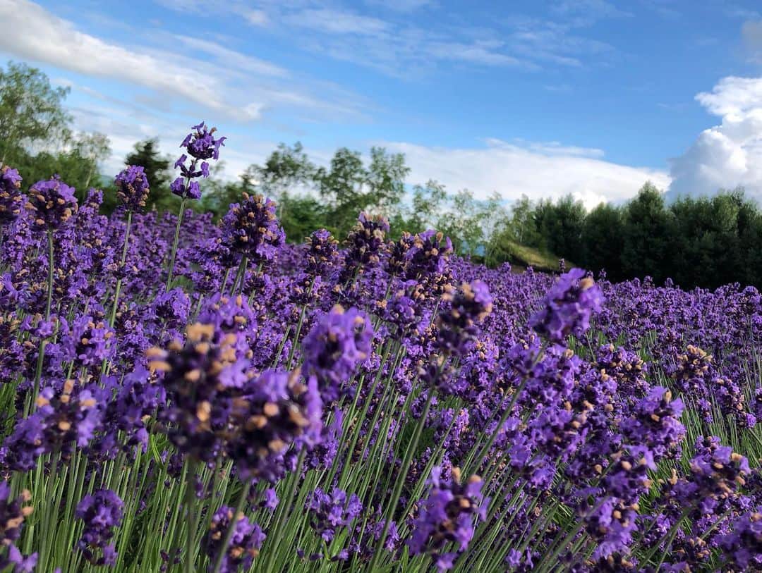 堀内大輝さんのインスタグラム写真 - (堀内大輝Instagram)「✨ 毎年見てても美しい…  何度見ても素晴らしい…  ことしも生中継でお伝え出来たことに感謝。  マスクはラベンダー柄。かわいいです。 オリジナルデザインで、ぜんぶ手作り。 生産が追いつかないほど人気だそうです。  #ファーム富田 #ラベンダー #lavender  #中富良野 #富良野 #富良野ラベンダー #furano  #北海道 #北海道旅行  #hokkaido #hokkaidolikers #flowerstagram #アナウンサー #テレビ #生中継」7月13日 19時07分 - hbc_daikihoriuchi