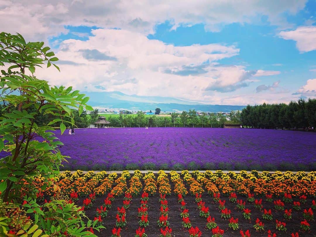堀内大輝さんのインスタグラム写真 - (堀内大輝Instagram)「✨ 毎年見てても美しい…  何度見ても素晴らしい…  ことしも生中継でお伝え出来たことに感謝。  マスクはラベンダー柄。かわいいです。 オリジナルデザインで、ぜんぶ手作り。 生産が追いつかないほど人気だそうです。  #ファーム富田 #ラベンダー #lavender  #中富良野 #富良野 #富良野ラベンダー #furano  #北海道 #北海道旅行  #hokkaido #hokkaidolikers #flowerstagram #アナウンサー #テレビ #生中継」7月13日 19時07分 - hbc_daikihoriuchi