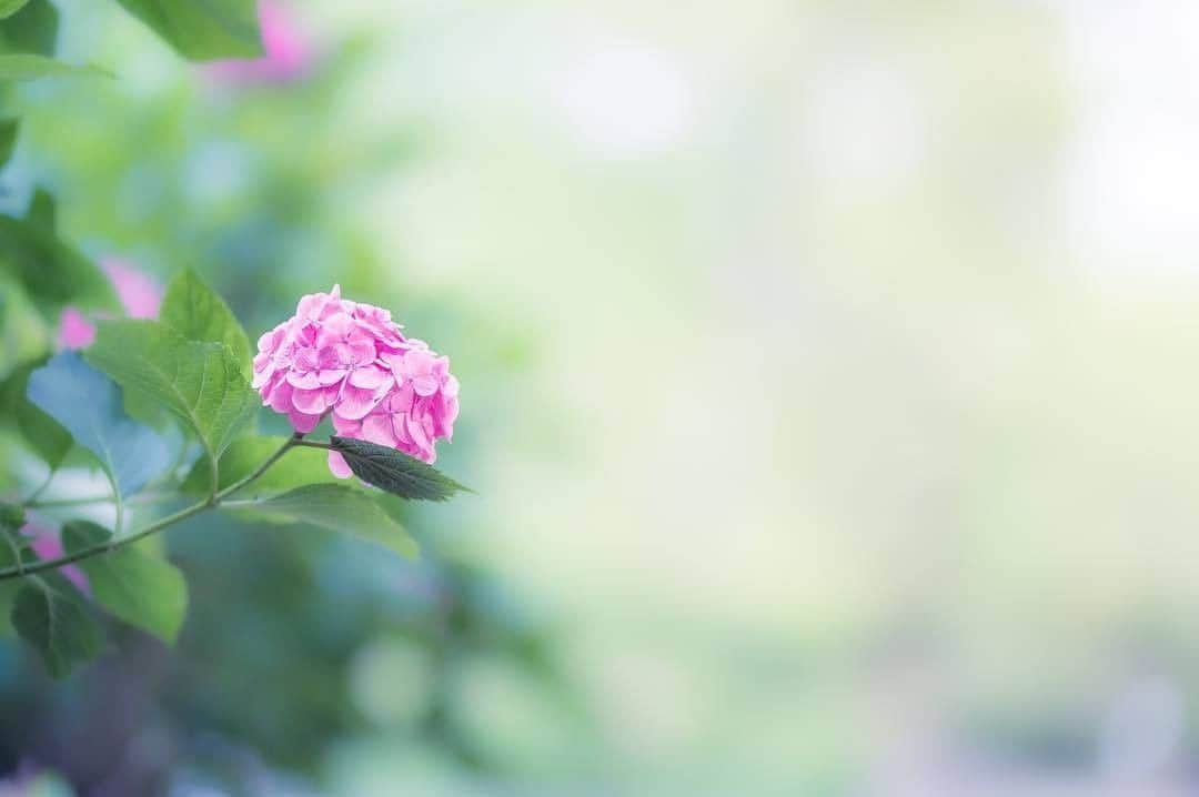 花の写真館のインスタグラム：「Photo by @bamboo1739.⠀ https://instagram.com/bamboo1739/⠀ .⠀ Original Post[投稿いただいたURL]⠀ https://www.instagram.com/p/BzbjHm0A543/⠀ .⠀ 本アカウントは、 #私の花の写真 をつけてInstagramに投稿された皆さまの花の写真や、「花の写真館」Facebookページで投稿された花の写真を紹介します。⠀ 「花の写真館」Facebookページは、「 @floral.photograph 」のプロフィールにあるURLからご覧ください。⠀ .⠀ ※各自、政府、自治体など公的機関の指示に従った行動をお願いします。⠀⠀ 東京カメラ部および分室では、写真を「見る楽しみ」を提供することを通して、微力ながら皆様にわずかな時間でも癒しをお届けしたいと思っております。⠀ ※本アカウントは東京カメラ部がFacebook、Instagramのサービスを利用して運営しているもので、Facebook社・Instagramとは一切関係ありません。⠀ .⠀ #花の写真館 #floralphotograph #floralphoto #flower #flowers⠀ Follow: @floral.photograph」