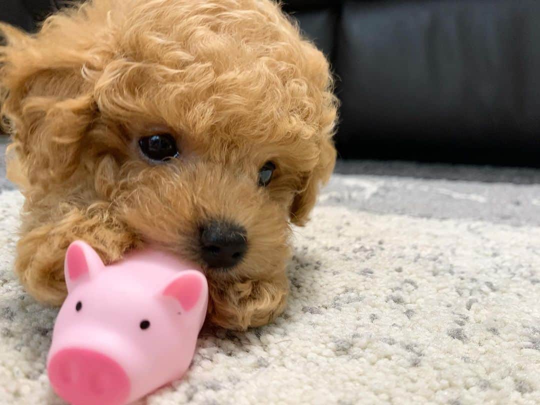 のインスタグラム：「- 相棒ができました🐶 - 28年前、お母さんが婚約指輪の代わりに将来犬飼ってねとおねだりしていたそうな💍 - #プードル #タイニープードル #puppy #可愛すぎんのよ #メロメロいちころ #いぬのきもち #mocaとの生活」
