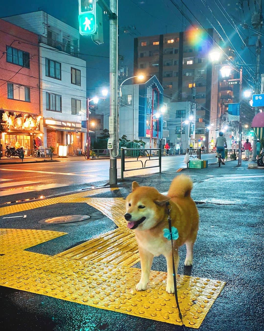 まる（まるたろう）さんのインスタグラム写真 - (まる（まるたろう）Instagram)「It's pretty when it sparkles! It's pretty!✨🐶✨雨上がりの根津ってなんかステキやん #すぐ眠る街根津 #9時で誰も歩いてない #それが根津 #ステキやん」7月13日 19時53分 - marutaro