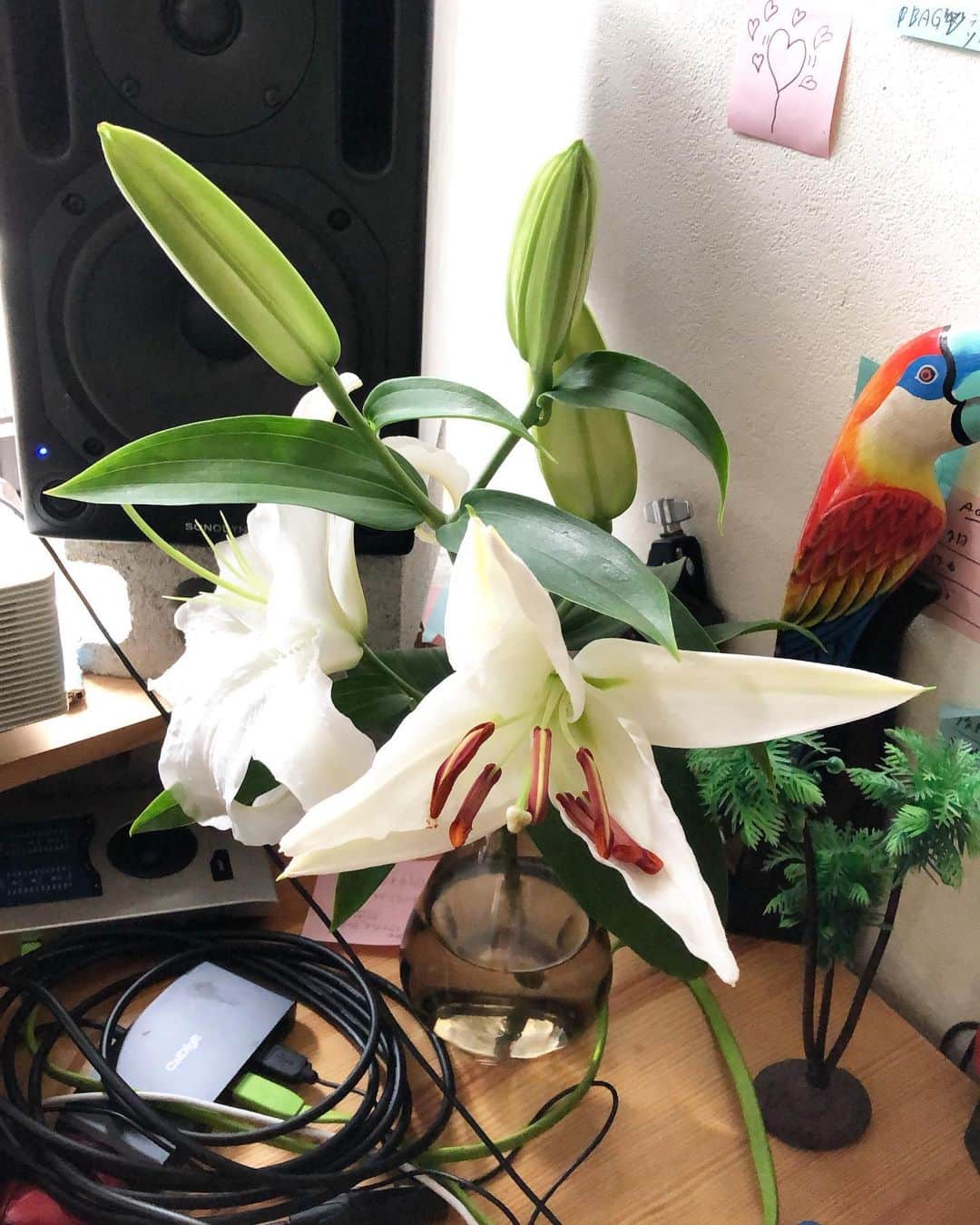 角舘健悟さんのインスタグラム写真 - (角舘健悟Instagram)「White Lily Lightをリリースしました。そうです新曲です。日本語訳すると「しらゆりの光」  この曲が出来上がったとき、親愛なる @kentarookawara に描いてもらおうと思いました。 どうしてかはわからないんだけど、彼と一緒にいるとこの曲みたいな気持ちになるからかもしれません。  品川のホームから差し込む朝の光は無性に白く、いつからか白百合の美しさに心を奪われるようになっていた。  そんな曲です。 profileからどうぞ。  #yogeenewwaves」7月13日 19時56分 - kengokakudate