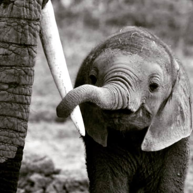 リッキー・ジャーヴェイスさんのインスタグラム写真 - (リッキー・ジャーヴェイスInstagram)「No one needs a tuck except an elephant #bantrophyhunting」7月13日 20時28分 - rickygervais