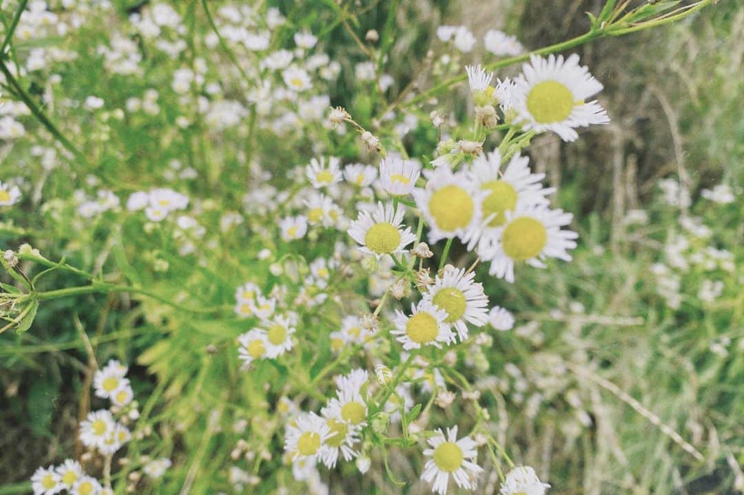 天音里菜さんのインスタグラム写真 - (天音里菜Instagram)「⚘ 名前があったなあ、白くて背の高い花 ⠀ ⠀ #ハルジオン」7月13日 20時29分 - rin_a_mn
