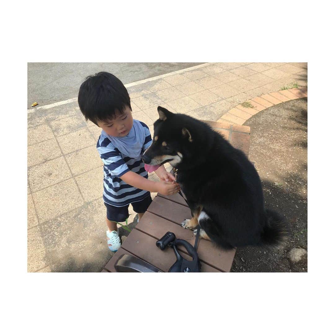 吉村民さんのインスタグラム写真 - (吉村民Instagram)「ぼく　は　おにーさん　 なんだぁ。  だから　いっぱい おつきあい　してあげてます。  こてつ🐕  #黒柴  #しばいぬ  #柴犬  #小鉄 #黒柴のいる暮らし  #柴犬のいる暮らし  #柴犬との暮らし  #柴犬マニア  #豆柴のはずだった」7月13日 20時30分 - yoshimuratami