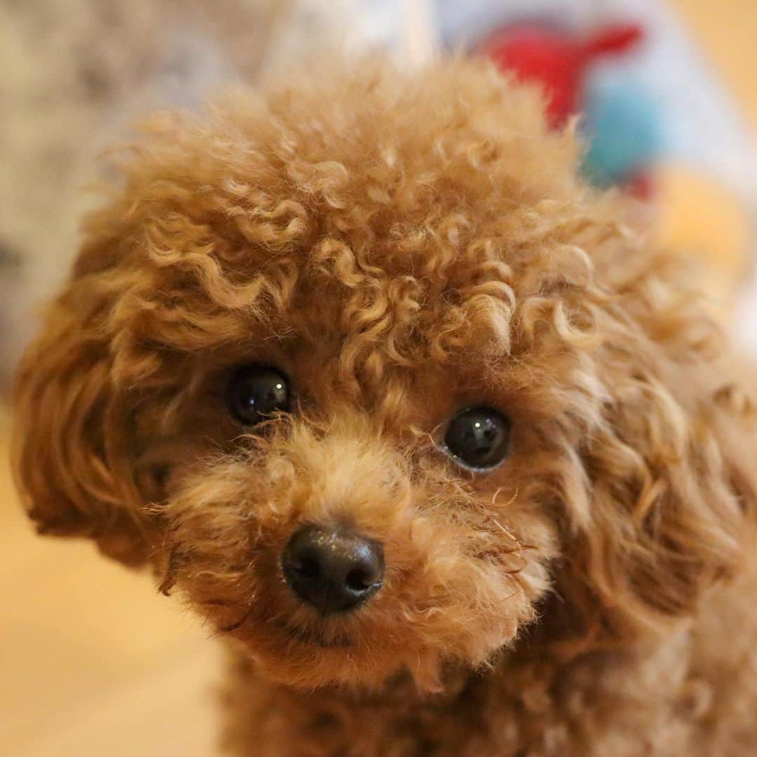 ベルさんのインスタグラム写真 - (ベルInstagram)「. puppy dog eyes つぶらな瞳  見つめると見つめ返してくれる( ⸝⸝•௰•⸝⸝ )💞  #puppydogeyes #つぶらな瞳  .  #シマホファン #シマホスマイル #シマホイヌダスケ #朝ワンコ夕ニャンコ #いぬのきもち #dogstagram #dogstagram_japan  #bestdogsclub#bestdogaward  #dogs_of_instagram #dogsofinstagram #club_of_dogs #9gagcutedogs #rakutenpet #sippo #わんすたぐらむ #いぬすたぐらむ #instagood #photooftheday #cutenesscraving #teacuppoodle #teacuppoodlepuppy #ティーカッププードル　#puppyoftheday #ティーカッププードル子犬 . . #ティーカッププードルのリンドール  NAME : Bell  ベル Breed : minuet  ミヌエット 🎂 : 2016.5.15  4歳 ・ NAME : Suzu すずちゃん Breed : Scottish fold スコティッシュフォールド 🎂 : 2018.3.21 2歳 . NAME : Lindor リンドール Breed : Teacup poodle ティーカッププードル 🎂 : 2019.7.18  11ヶ月」7月13日 20時55分 - ricorico_rico