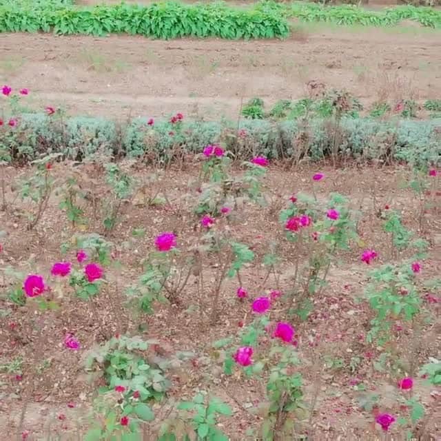 Dr. Hauschka Japan ドクターハウシュカのインスタグラム：「Dr.ハウシュカの農園より、⁠ ⁠ 梅雨の時期が続く日本のみなさまへ、⁠ 自然の息吹を南ドイツの農園よりお届けします。⁠ ⁠ #drhauschka #Drハウシュカ#ドクターハウシュカ#ナチュラルコスメ　#オーガニックコスメ#スキンケア#オーガニックスキンケア#ナチュラルメイクアップ#植物エキス#オーガニックメイク#植物療法　#リズム製法　#ホリスティックビューティ#ナチュラルビューティ#ハーブ#アントロポゾフィ#drhauschkalive #nature #植物エキス #ホリスティック#サステナブル#クリーンビューティ#エコフレンドリー#ドイツ#ドイツコスメ#持続可能#有機農法#バイオダイナミック農法#フェアトレード#クリーンビューティ」