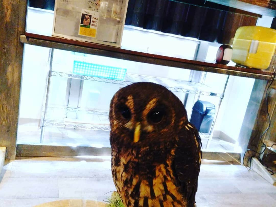 マドレーヌさんのインスタグラム写真 - (マドレーヌInstagram)「Owl cafe♡　　  パンクラスに参戦している 廣中選手がオーナーを務める吉祥寺の格闘梟さんら梟カフェさんたちがクラウドファンディングを開始 興味のある方はTwitterでリンク共有してるからみてみてね  私たちが行ったのは1年前…なかなかいけてないけれど、いつもTwitterでかわいい梟たちをみてにやにやしてましてん  皆様も是非、お近くだったり吉祥寺にでかけたら格闘梟にいってみてね(^o^)  廣中選手と私達の出会いは、出稽古先でとても親切にしていただいたこと！気づいたら梟カフェのオーナーになられていた！  すげえ！  わたしもね、わたしの力でなにかビジネスをしたいのよ！ なにかできないかな、なにかできないかな 毎日かんがえてる  #格闘梟 #梟カフェ #格闘家」7月13日 21時14分 - madeline_prowrestling