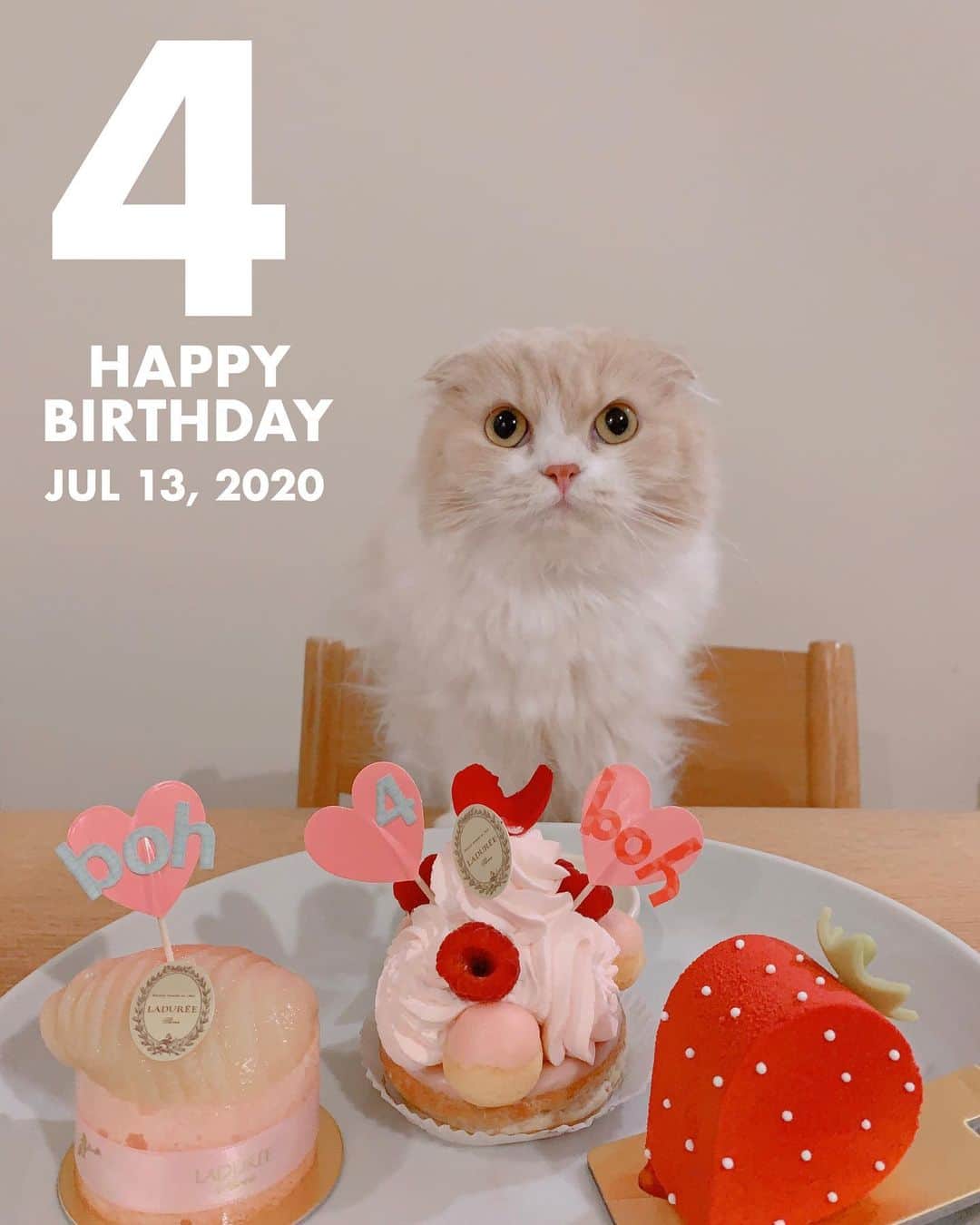 のんたのインスタグラム：「今日はぼーちゃん4歳のお誕生日🎉 のんちゃんの妹で、ぱんちゃんのお姉ちゃん 繊細でわがままでいばりんぼうだけど 私にだけ甘えてくるぼーちゃんがかわいくてたまりません 4歳もいっぱい楽しいこと嬉しいことがありますように ④お誕生日プレゼントはかわいいお洋服と 大好きなアイスクリームのおもちゃ🍦を新調 あとは健康診断の予約もプレゼント🏥💉 #ぼーバースデー ・ #scottishfold #catstagram_japan #catsofinstagram #cats_of_instagram#catoftheday #ilovemycat #bestmeow #catlover #cutecat #kittensofinstagram #cute #スコティッシュフォールド」