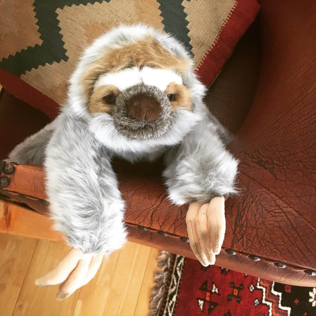 今村沙緒里のインスタグラム：「ケモノくん。 新しい家族です🦥 しばらく一緒に暮らしてますが とても癒されます… だいたい抱っこしてます。 コロナや自然災害で 大変な毎日ですが 早く穏やかな日が訪れますように🌈 ・ New family🦥 so charming！！ Hope peaceful day♧ ・ #sloth #animal #cute #relax #family #동물 #귀여워 #ナマケモノ #かわいい #ケモノくん #癒し」