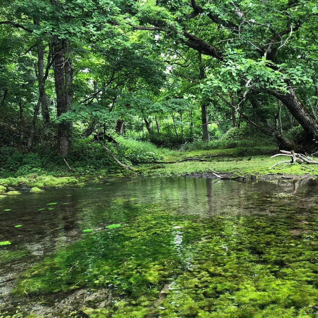 豆柴なつ&ふゆさんのインスタグラム写真 - (豆柴なつ&ふゆInstagram)「We rode in a canoe in Kussharo Lake😆‼️ 屈斜路湖から釧路川源流をカヌー下り🛶😆‼️ 水が綺麗🌟  #旅行　#屈斜路湖　#カヌー#canoe #travel #北海道旅行 #犬連れ旅行 #trip#シバフル #わんダフォ #shibamania  #柴犬ライフ#pecoいぬ部 #shiba_snap  #instashiba#cutedogs  #柴犬#shiba #shibainu #shibastagram #いぬすたぐらむ #pecoいぬ部 #犬バカ部 #shibainumag_feature #instafollow #dogoftheday  #🐕📷 #theshibasociety  #柴#proudshibas  #柴犬マニア」7月13日 21時33分 - mameshiba.natsuinu56