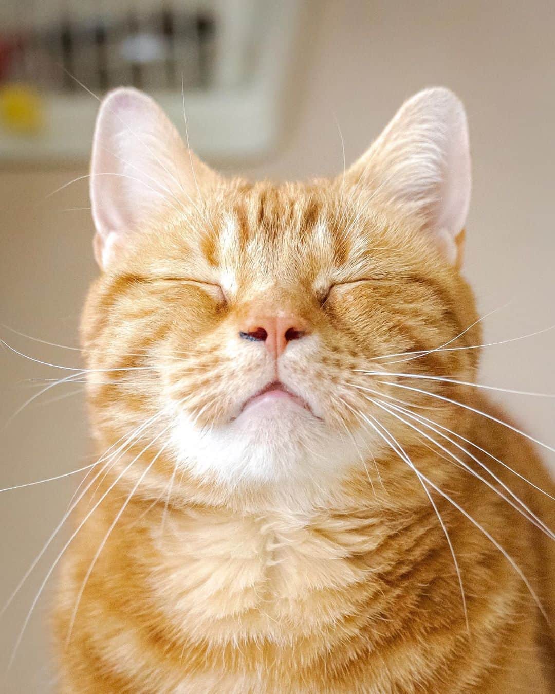 マアルのインスタグラム：「きんたろうさん #🐱 #北海道 #旭川市 #猫 . . . @psmaaru #catsofinstagram #meowfeature #kitty #catoftheday #pleasantcat #instacat #dailycat #meowed #katze #happycatclub #cats_of_day #petsofinstagram #neko #catfeature #catlover #cats #weeklyfluff #cat #catloversclub #excellent_cats #kitty #catphoto #cats_of_instagram」