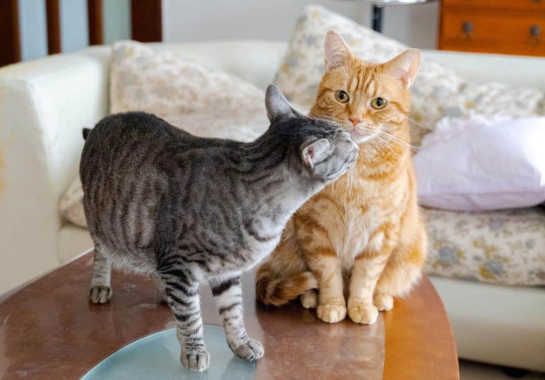 マアルのインスタグラム：「よもぎさん&きんたろうさん #😸😸 #北海道 #旭川市 #猫 . . . @psmaaru #catsofinstagram #meowfeature #kitty #catoftheday #pleasantcat #instacat #dailycat #meowed #katze #happycatclub #cats_of_day #petsofinstagram #neko #catfeature #catlover #cats #weeklyfluff #cat #catloversclub #excellent_cats #kitty #catphoto #cats_of_instagram」