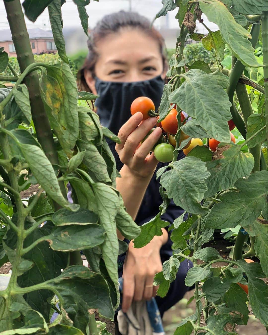 加藤紀子のインスタグラム：「畑→収穫（トマト、枝豆）＋草取り→お手伝い（枝豆の仕分け）→マックシェイクバニラ味（最高に美味しい）→袋詰め→出荷。  #畑チャンネル #畑からこんにちは #マックシェイク」