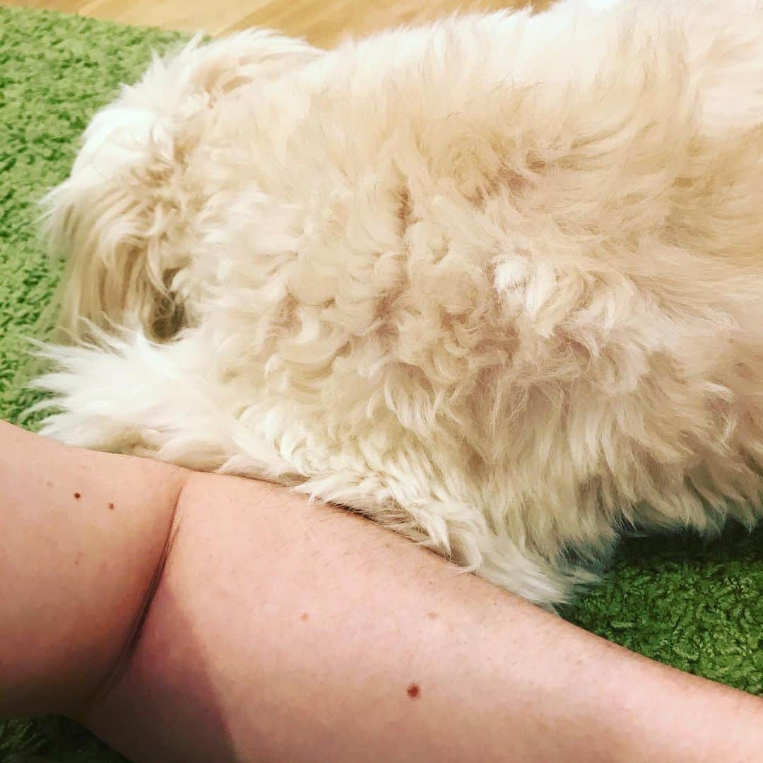 北山陽一のインスタグラム：「うつ伏せ互い違いで左肘くっつけて寝てる。おれは携帯。#きたやまおもち」