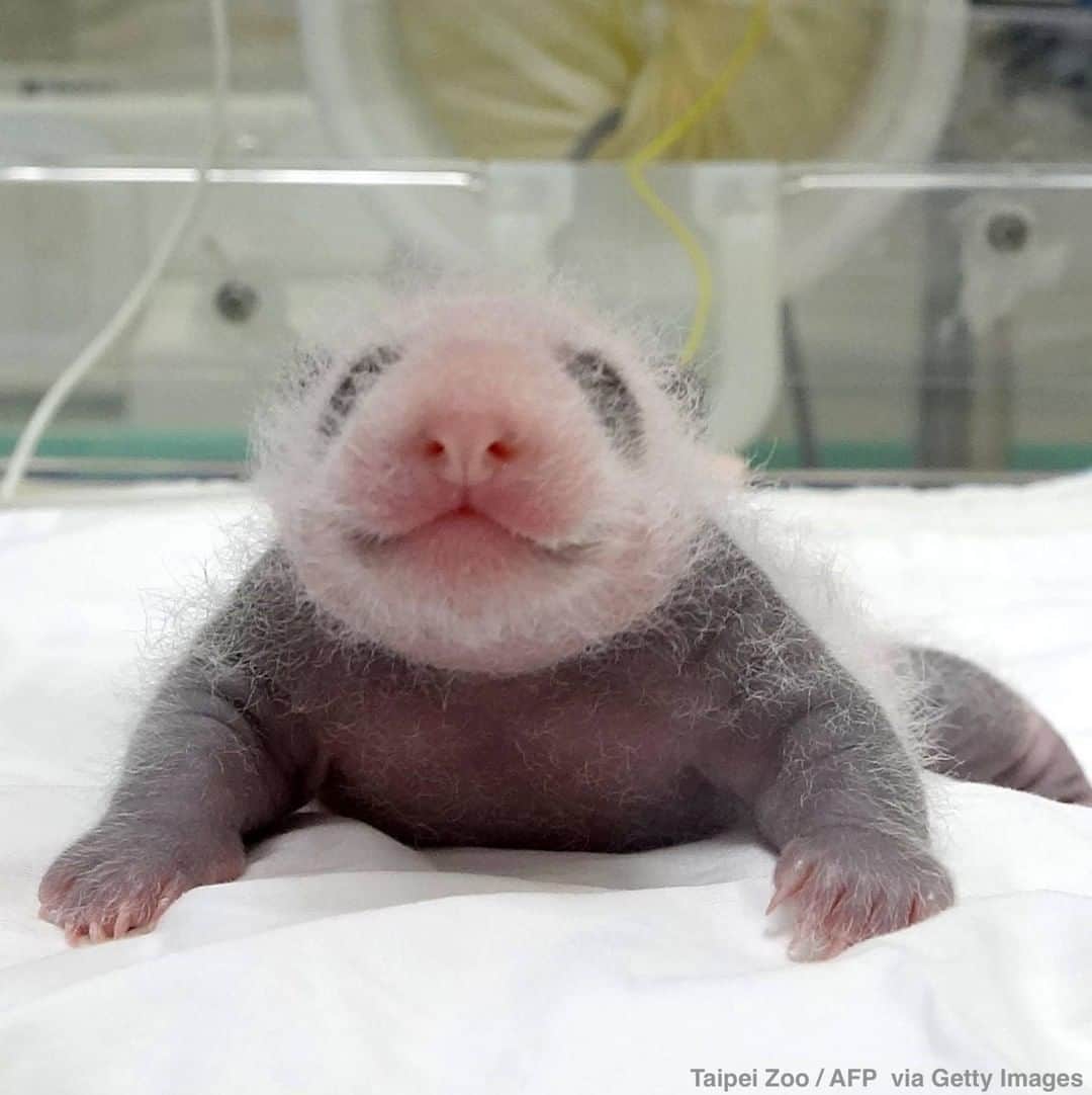 ABC Newsさんのインスタグラム写真 - (ABC NewsInstagram)「A newborn panda looks up at the Taipei Zoo in  Taiwan. The cub, weighing 186 grams after a five-hour labor in June, was born to a giant panda gifted by China to Taiwan in late 2008. #taiwan #taipei #panda #babyanimals #cuteanimals」7月13日 22時41分 - abcnews