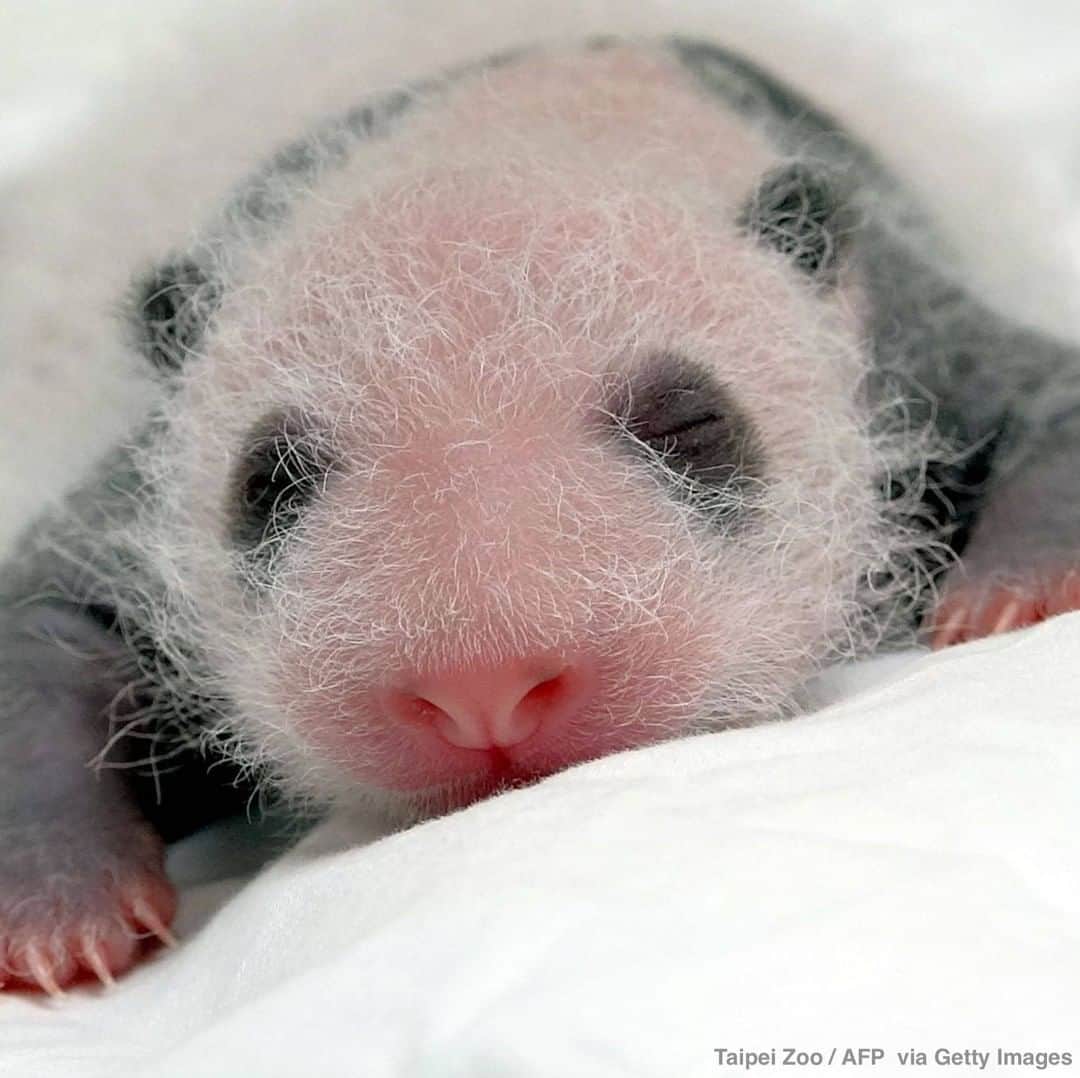 ABC Newsさんのインスタグラム写真 - (ABC NewsInstagram)「A newborn panda looks up at the Taipei Zoo in  Taiwan. The cub, weighing 186 grams after a five-hour labor in June, was born to a giant panda gifted by China to Taiwan in late 2008. #taiwan #taipei #panda #babyanimals #cuteanimals」7月13日 22時41分 - abcnews