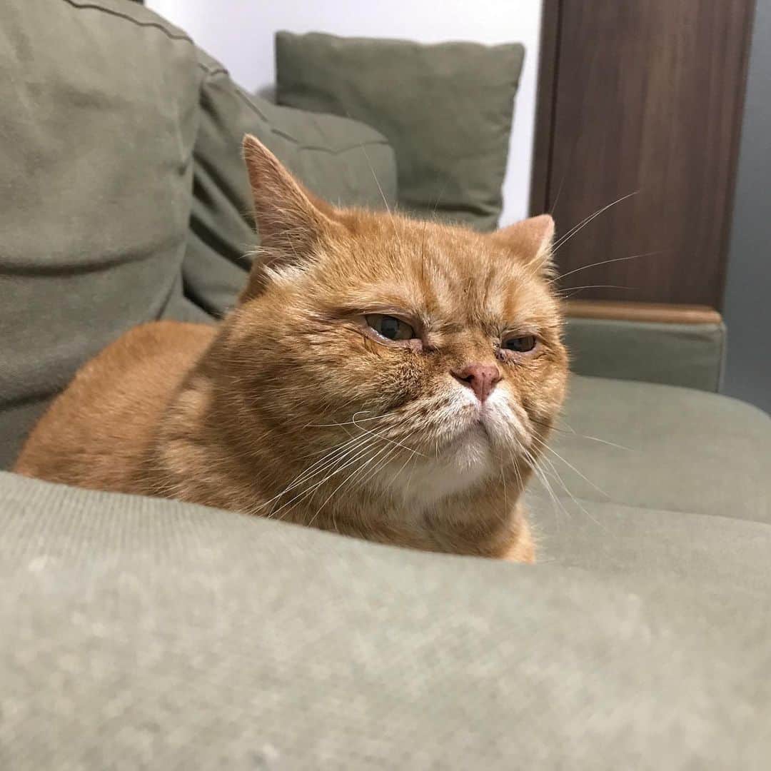umeのインスタグラム：「3、2、1。 ・ ・ ・#omame #🐈」