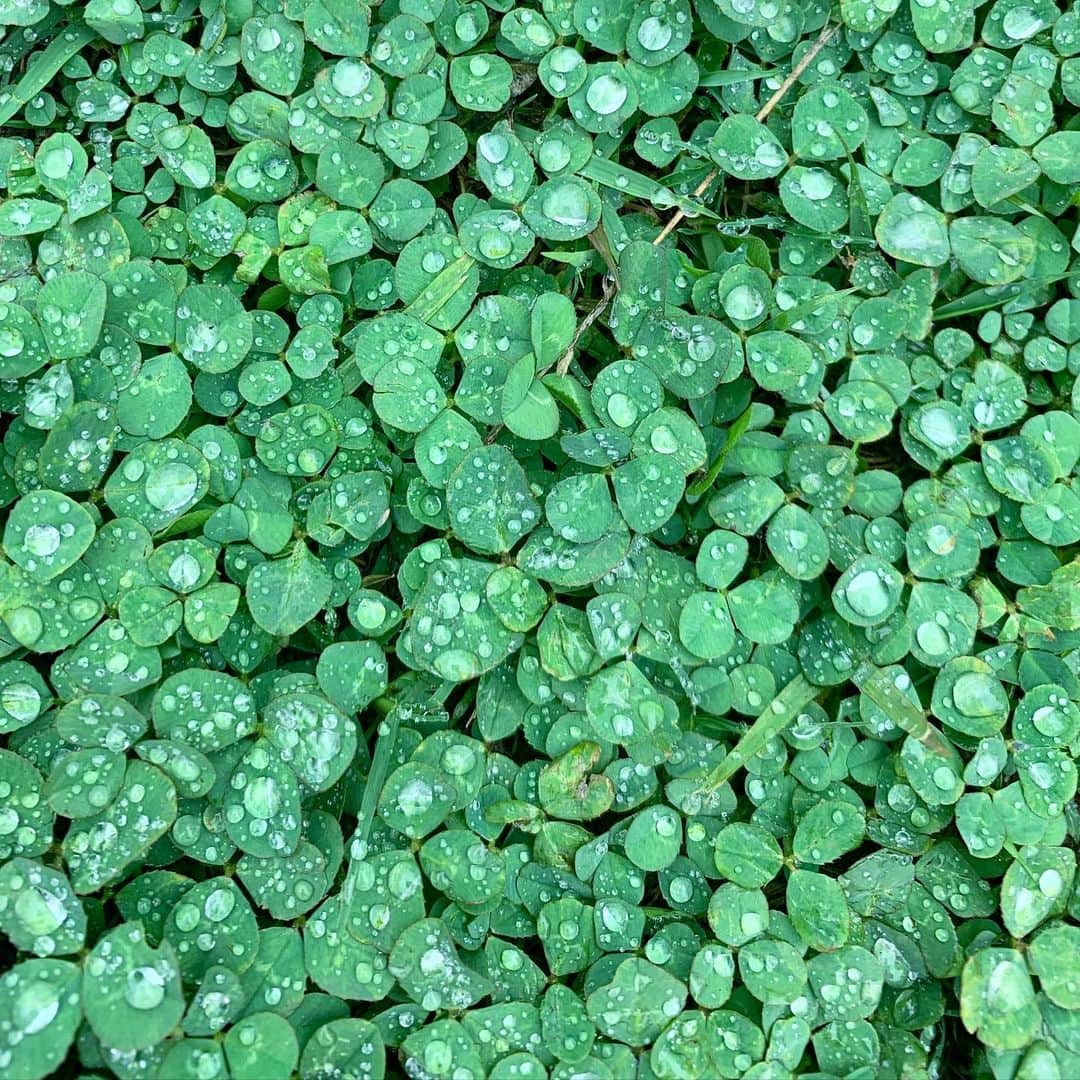 のインスタグラム：「植物をつたい地表に流れつく水は、土壌で浄化され、ミネラルや栄養分を溶かし込み、川や海へと辿り着き、生態系を豊かにする。美しき水の循環🌏♻️♥️  #water #水」