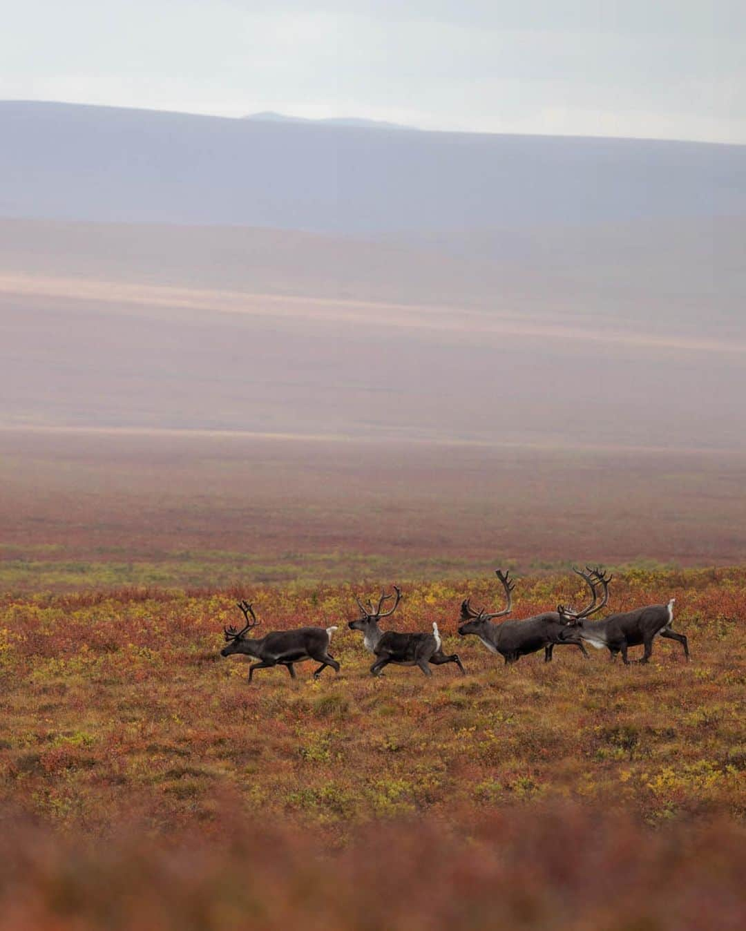 patagoniaさんのインスタグラム写真 - (patagoniaInstagram)「The Gwich'in have been fighting for decades to protect the coastal plain of the Arctic National Wildlife Refuge, known to them as “Iizhik Gwats’an Gwandaii Goodlit” (The Sacred Place Where Life Begins). The Trump administration has taken aggressive steps to fast-track oil and gas drilling lease sales and development on these lands. Harm to the land is harm to the Gwich'in people. The photographs in this post were made on the unceded lands of the Neets’ąįį, Gwichyaa Gwich'in, and the Tanana Dene Athabascan Peoples of what is now called Alaska. Keri Oberly has been photographing the Gwich'in's relentless work to protect their food security and sacred land. Photo: @kerioberly ⁠⠀ ⁠⠀ Read the story through the link in our bio.」7月14日 4時18分 - patagonia