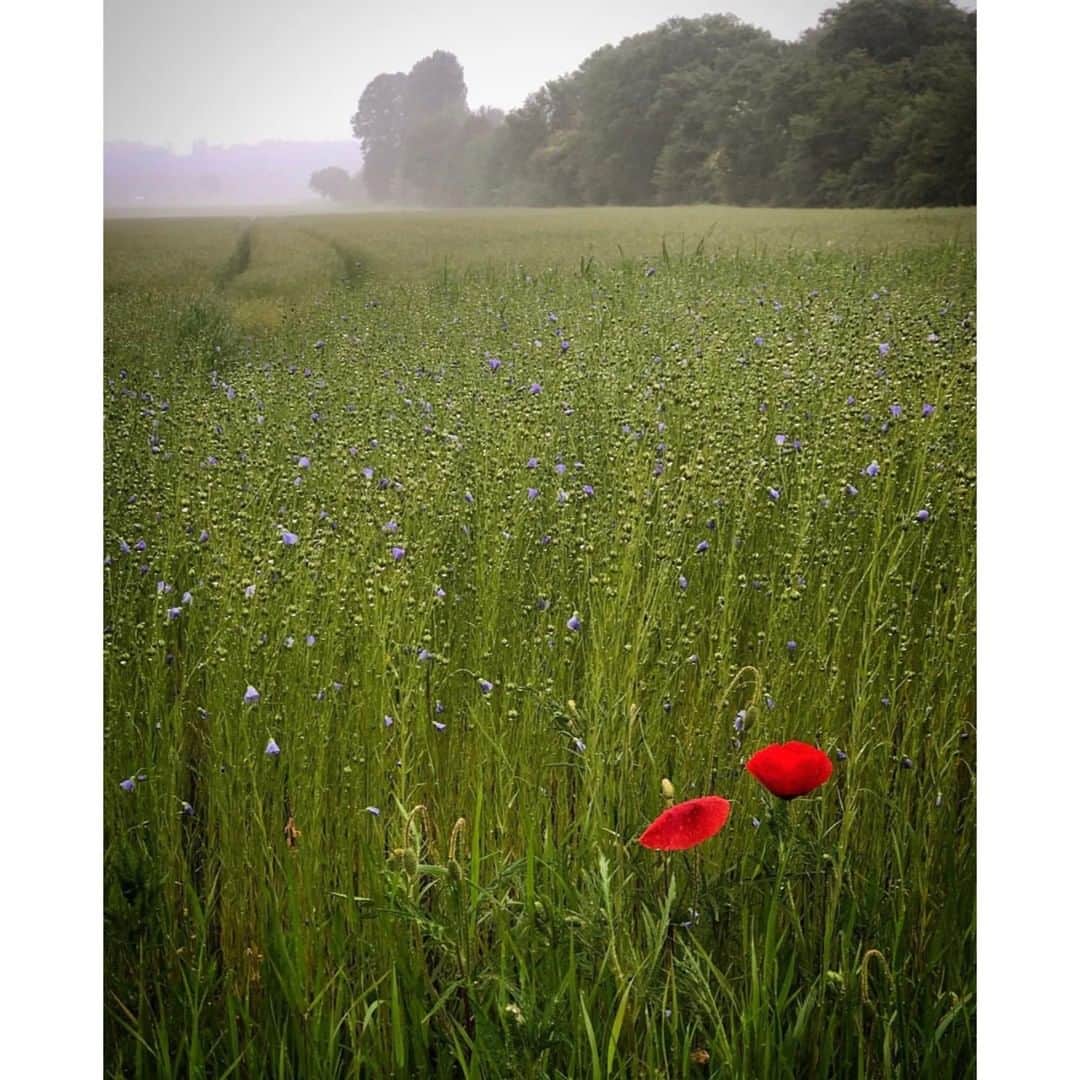 のインスタグラム：「A field of flax and poppies」