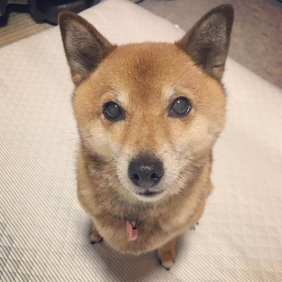 柴犬はなこ Shibainu Hanakoのインスタグラム