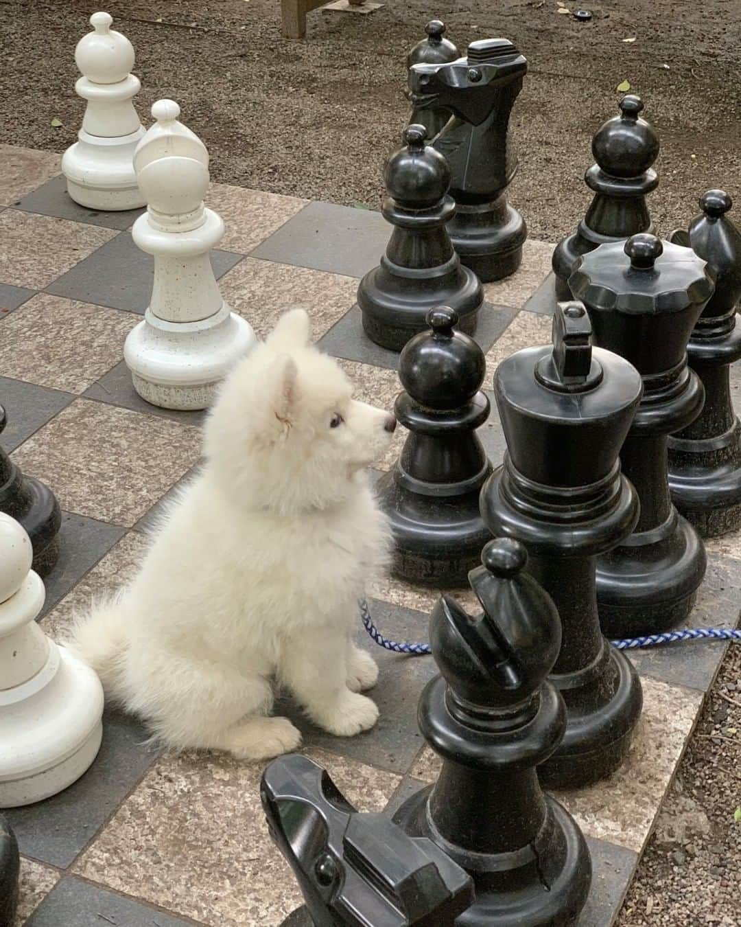8crapさんのインスタグラム写真 - (8crapInstagram)「“Here's Leon leading the charge as King in this chess match! He didn't understand the rules but still managed to win.” - Want to get featured like him? Join “The Barked Club” on FACEBOOK and post something now! 👉 barked.com - 📷 @leonvansam - #TheBarkedClub #barked #dog #doggo #puppy #pupper #Samoyed #SamoyedPuppy」7月13日 23時20分 - barked