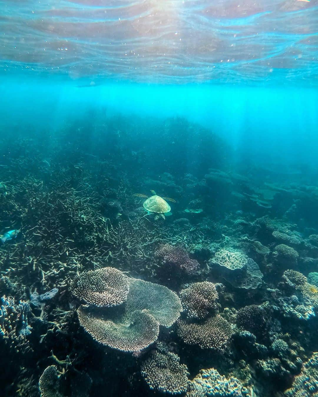 さんのインスタグラム写真 - (Instagram)「Have you ever swam with a turtle before? And if yes where? 🐢 . Feeling the peace wash over me swimming with one of nature’s magnificent creatures 🐢 . Thanks again for all the support to help @protectningaloo 🙏🏼 if you haven’t already please head to the link in my bio and read about why Ningaloo reef needs support and action right now to protect this precious world heritage spot. . Love you guys 💙🐢 . #protectningaloo #ningaloo #ningalooreef #turtle #snorkeling #seeaustralia #westernaustralia」7月13日 23時14分 - helen_jannesonbense