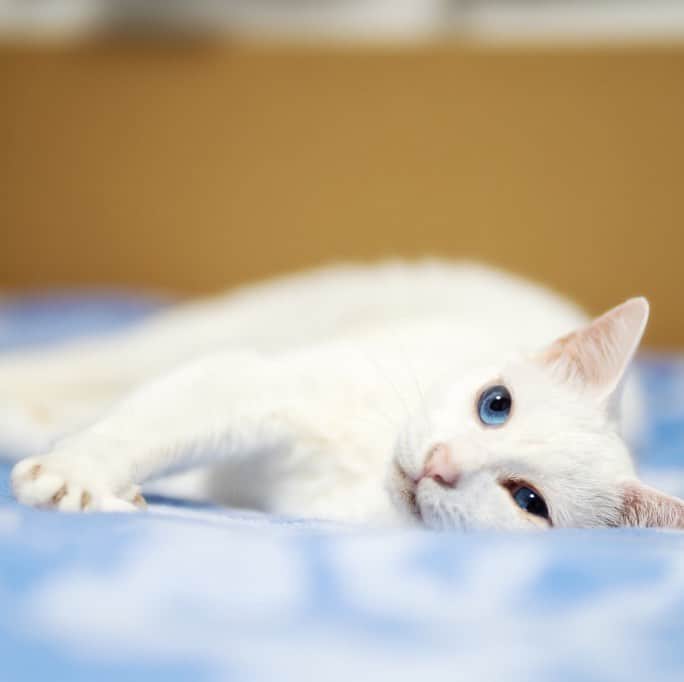 プンクマさんのインスタグラム写真 - (プンクマInstagram)「タオルケットのザラザラが気持ち良いのかベッドから動く気配なし。 暑いからジジイは床でも平気でしょ。by青彩 #青彩 #ブルーアイズ #猫 #ねこ #blueeyes #cat #neko #catstagram #catsofinstagram」7月13日 23時18分 - pnkm913