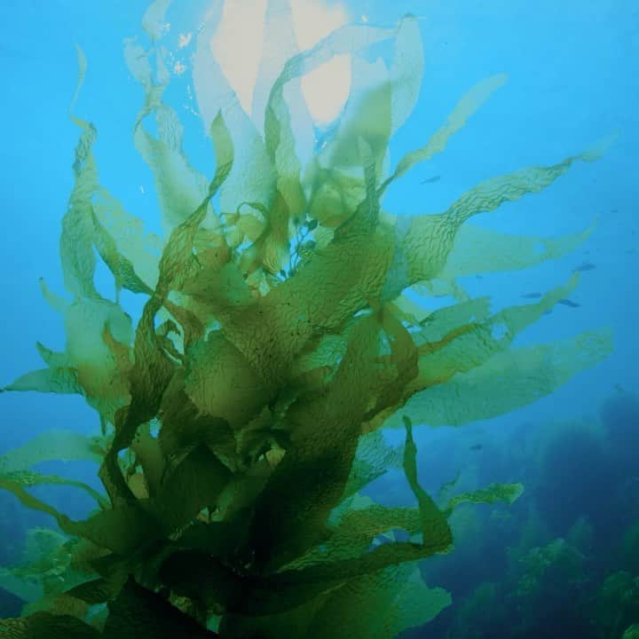 ドゥラメールのインスタグラム：「In the precious, protected waters off of Vancouver Island, we delicately hand-harvest the kelp in a way that ensures future growth and helps it thrive. At the heart of every La Mer creation today, #MiracleBroth is as essential to #CremedelaMer as the sea itself.」