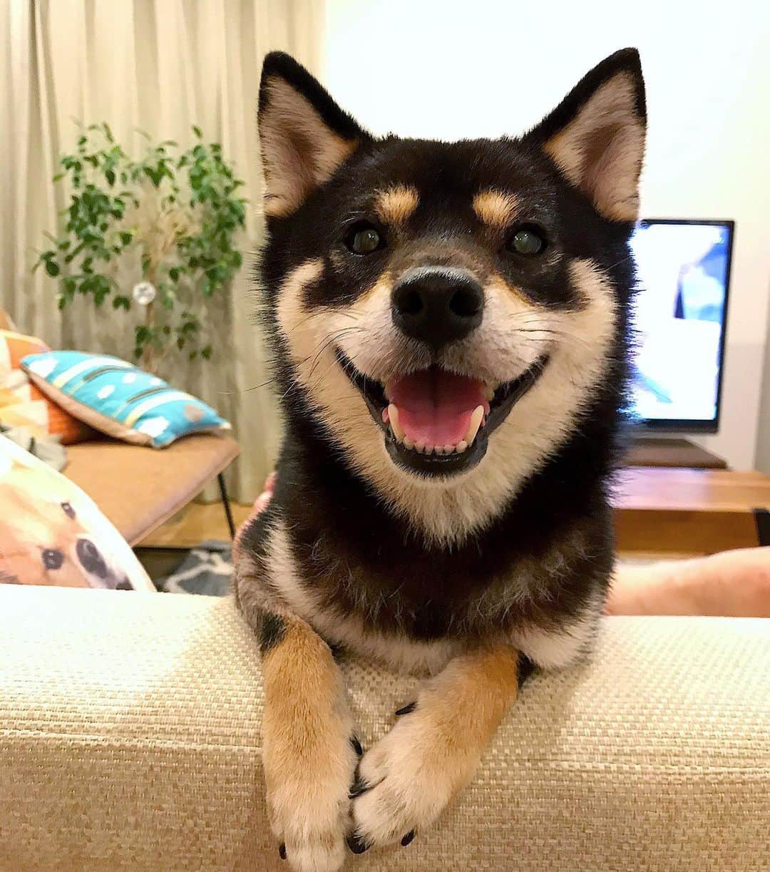 まめ丸のインスタグラム：「* * 『やまとなでしこ』ぼくもいっしょに みてたよー📺🐶💓 * #よかった #かんどうしちゃった🐶 * #柴犬#豆柴#柴#黒柴#犬#いぬのきもち#shiba#shibainu#shibastagram#shibadog#puppy#instadog#dogstagram#dog#instashiba#petstagram#pet#cutepetclub#강아지#멍스타그램#doglover#ilovemydog#weeklyfluff」