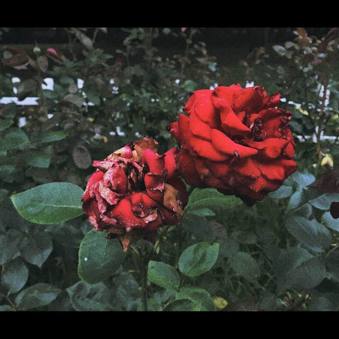 towanaさんのインスタグラム写真 - (towanaInstagram)「毎年楽しみにしているけれど枯れゆく姿を見て撮ろうと思ったのは初めてで、ものの見方感じ方が変わりつつあると気づかされてはっとした2020年の薔薇」7月13日 23時39分 - towana