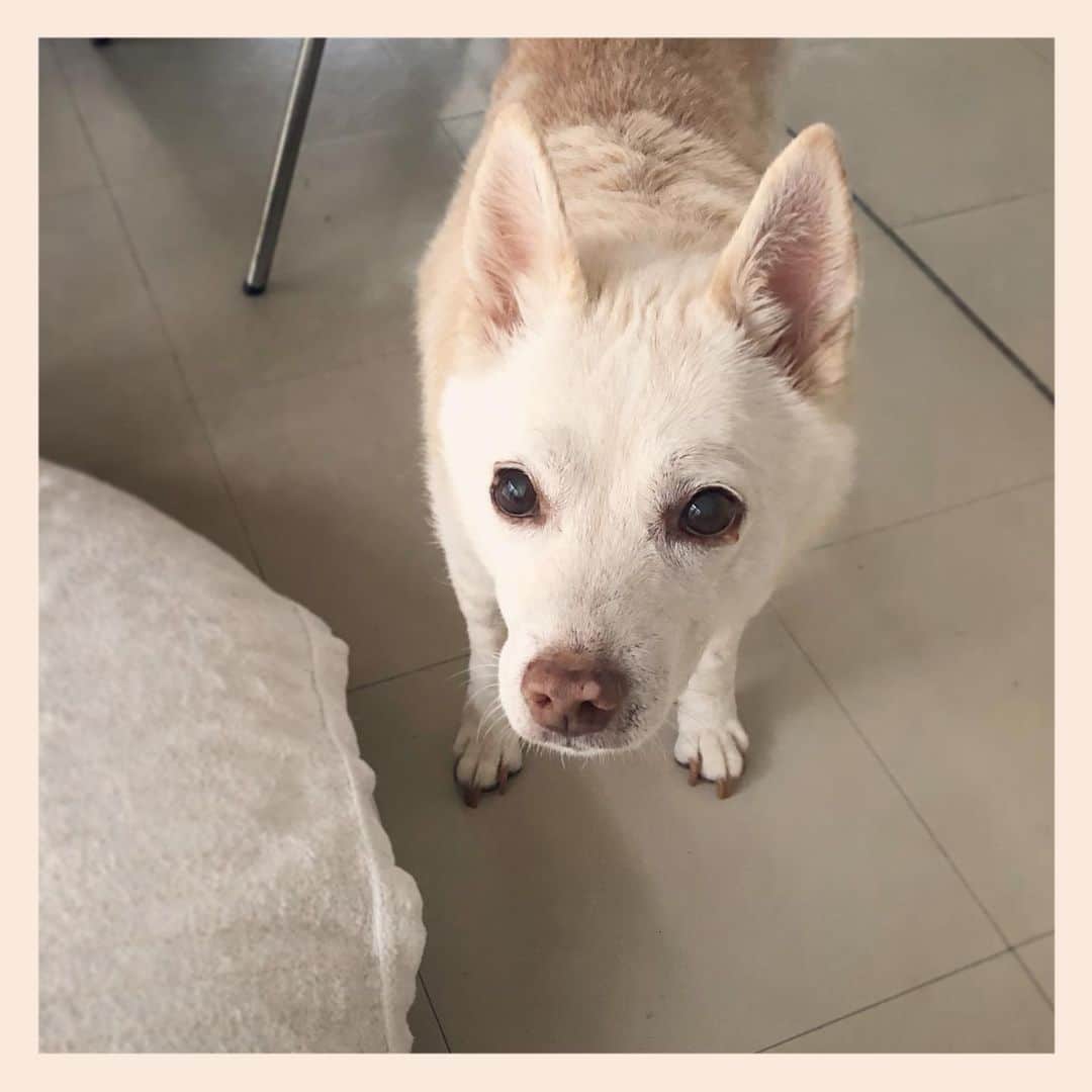 パンといっぴきのインスタグラム：「キップル14歳にたくさんのお祝いコメントありがとうございました✨🐕✨  #元保護犬 #雑種犬 #crossbreed #mixdog #キップル14歳」