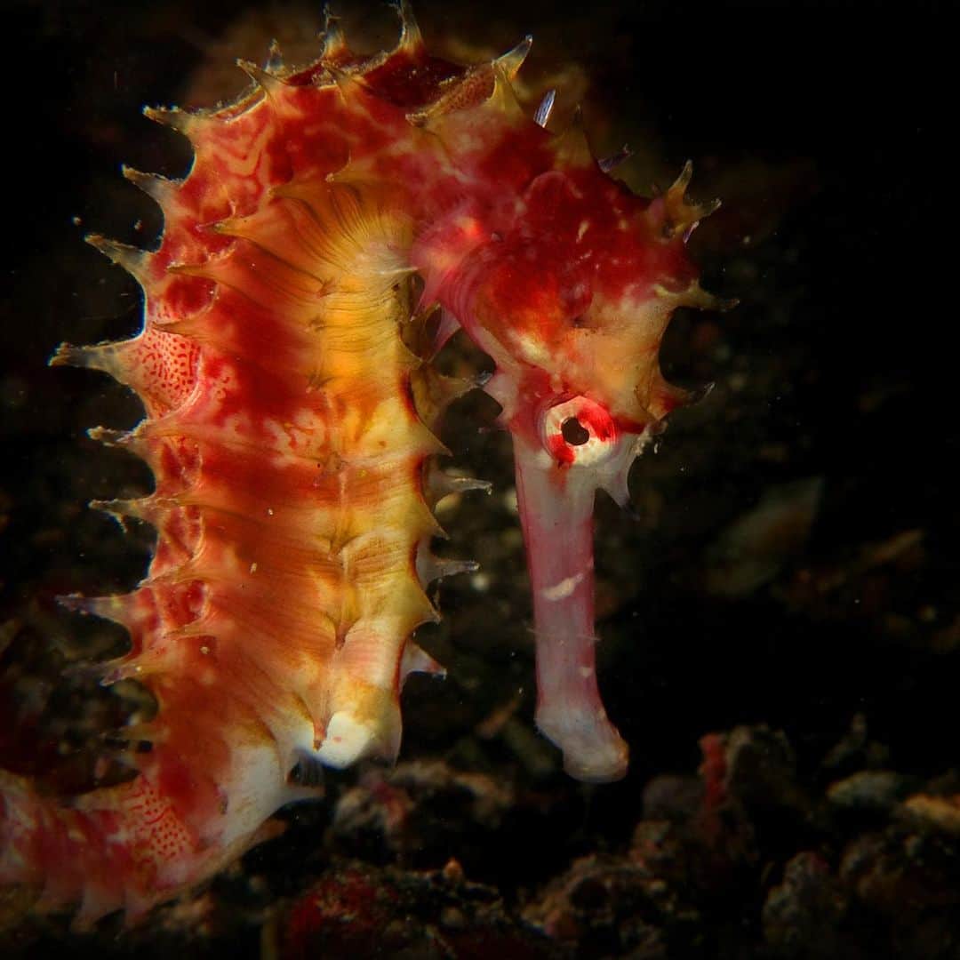Lonely Planetさんのインスタグラム写真 - (Lonely PlanetInstagram)「Do you have a favorite sea creature?  One you would dedicate your life to save? Meet Dr. Amanda Vincent, she has dedicated her life to saving seahorses.  Tap the link in our bio or go to our IGTV to watch an interview with her and find out how she became the winner of the 2020 Indianapolis Prize, the most prestigious award for animal conservation.」7月13日 23時50分 - lonelyplanet