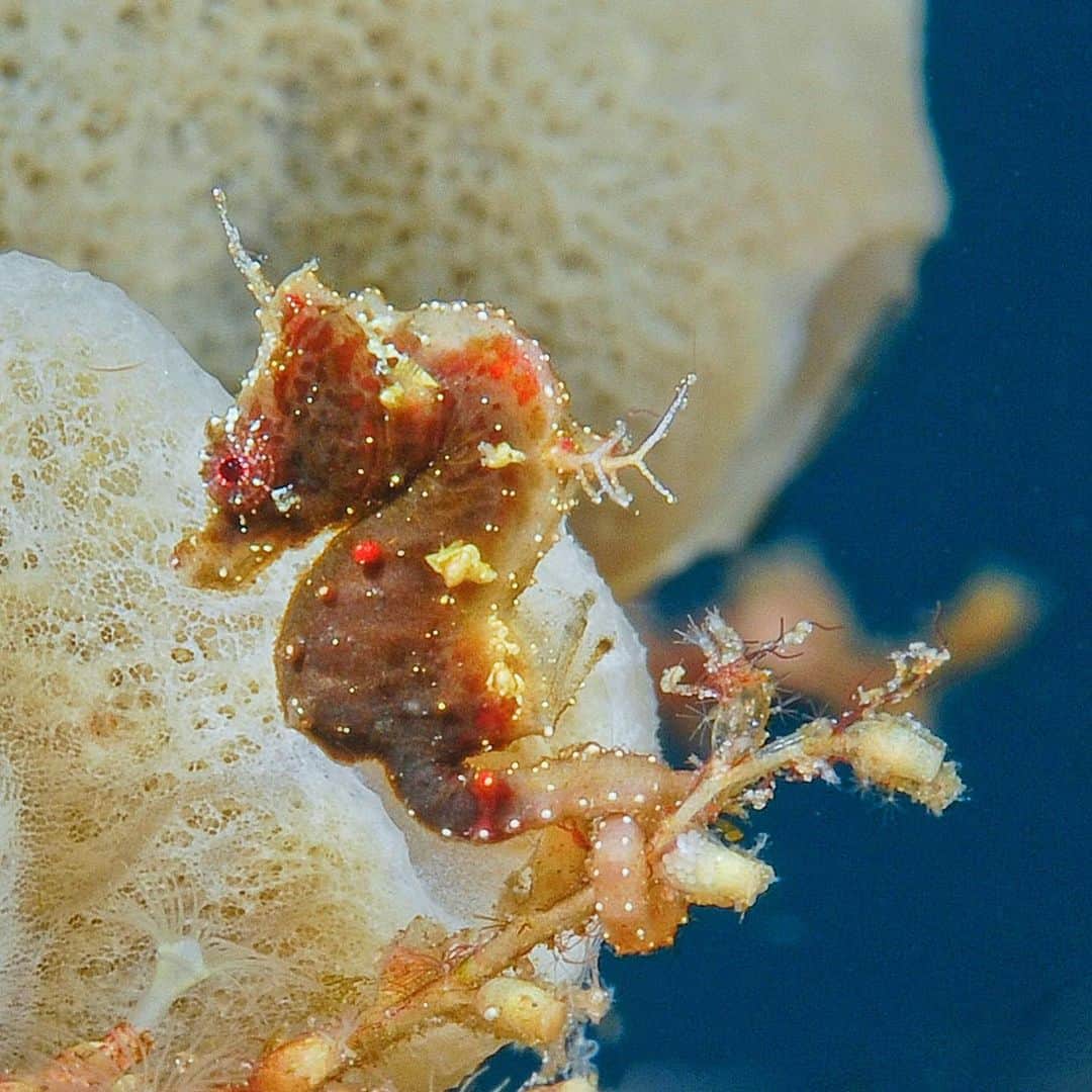 Lonely Planetさんのインスタグラム写真 - (Lonely PlanetInstagram)「Do you have a favorite sea creature?  One you would dedicate your life to save? Meet Dr. Amanda Vincent, she has dedicated her life to saving seahorses.  Tap the link in our bio or go to our IGTV to watch an interview with her and find out how she became the winner of the 2020 Indianapolis Prize, the most prestigious award for animal conservation.」7月13日 23時50分 - lonelyplanet