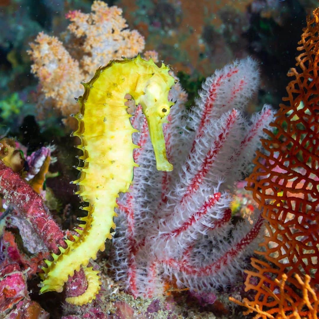 Lonely Planetのインスタグラム：「Do you have a favorite sea creature?  One you would dedicate your life to save? Meet Dr. Amanda Vincent, she has dedicated her life to saving seahorses.  Tap the link in our bio or go to our IGTV to watch an interview with her and find out how she became the winner of the 2020 Indianapolis Prize, the most prestigious award for animal conservation.」