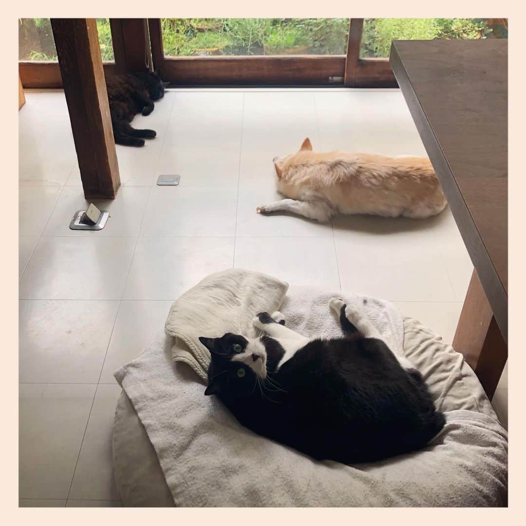 パンといっぴきのインスタグラム：「#犬と猫 #元保護犬 #元野良猫 #元保護猫 #雑種犬 #白黒猫 #ハチワレ #黒猫 #catanddog #crossbreed #blackandwhitecat #blackcat #tuxedocat」