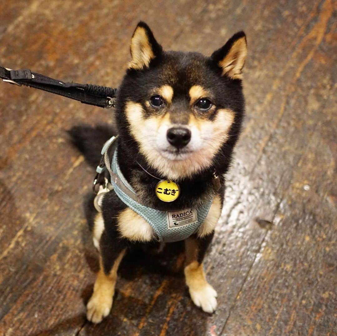 黒豆柴こむぎのグルメインスタ